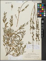 Foto von Salix repens subsp. incubacea (L.) A. Neumann
